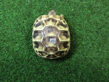 ヘルマンリクガメベビーEUCB個体 17番の画像