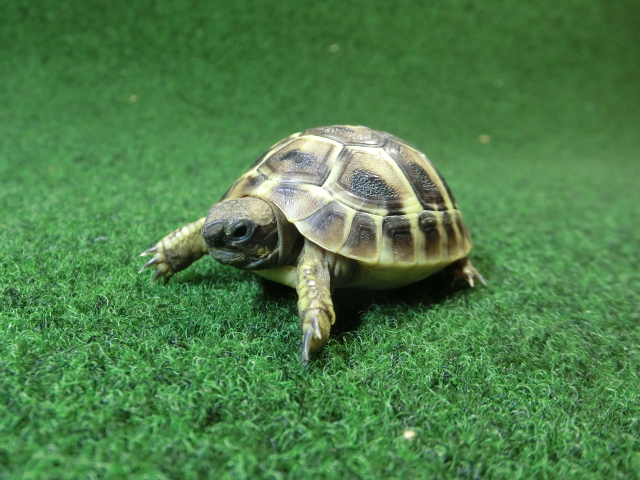 ヘルマンリクガメベビーEUCB個体 18番の画像