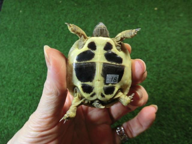 ヘルマンリクガメベビーEUCB個体 18番の画像