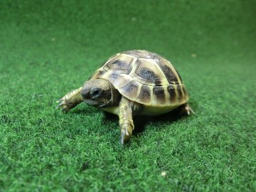 ヘルマンリクガメベビーEUCB個体 18番の画像