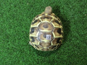 ヘルマンリクガメベビーEUCB個体 18番の画像