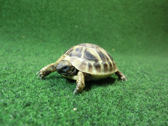 ヘルマンリクガメベビーEUCB個体 19番の画像