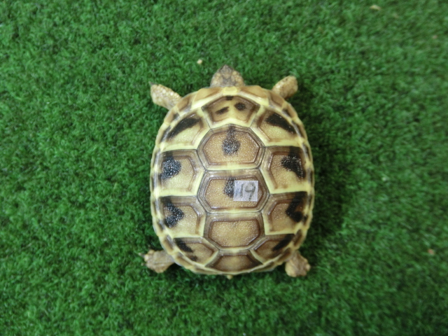 ヘルマンリクガメベビーEUCB個体 19番の画像