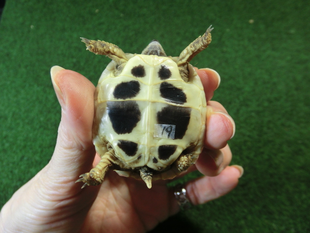 ヘルマンリクガメベビーEUCB個体 19番の画像