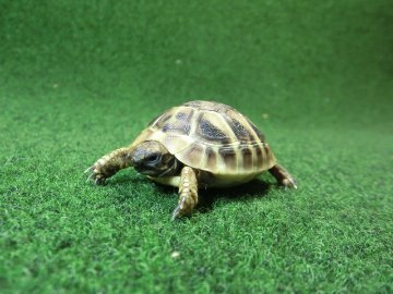 ヘルマンリクガメベビーEUCB個体 19番の画像