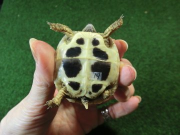 ヘルマンリクガメベビーEUCB個体 19番の画像