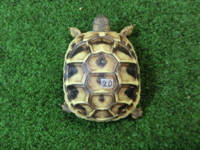 ヘルマンリクガメベビーEUCB個体 20番の画像