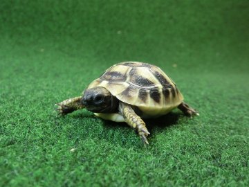 ヘルマンリクガメベビーEUCB個体 20番の画像