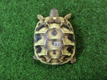 ヘルマンリクガメベビーEUCB個体 20番の画像