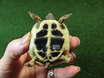 ヘルマンリクガメベビーEUCB個体 20番の画像