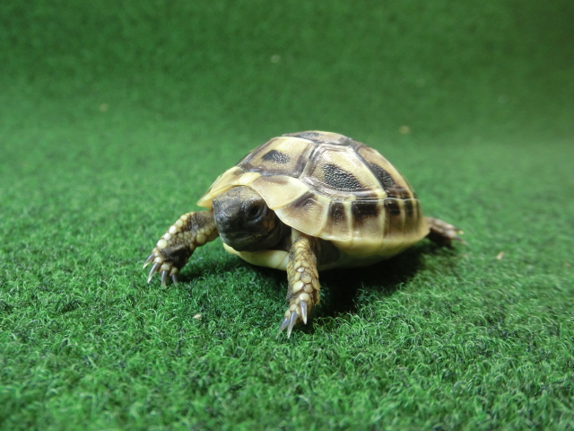 ヘルマンリクガメベビーEUCB個体 22番の画像