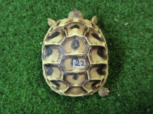 ヘルマンリクガメベビーEUCB個体 22番の画像