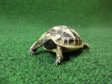 ヘルマンリクガメベビーEUCB個体 22番の画像