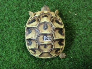 ヘルマンリクガメベビーEUCB個体 22番の画像