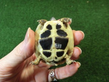 ヘルマンリクガメベビーEUCB個体 22番の画像