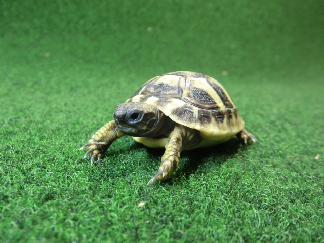 ヘルマンリクガメベビーEUCB個体 23番の画像