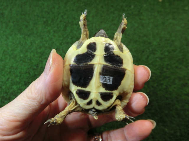ヘルマンリクガメベビーEUCB個体 23番の画像