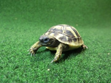 ヘルマンリクガメベビーEUCB個体 23番の画像