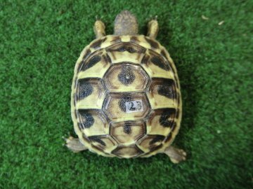 ヘルマンリクガメベビーEUCB個体 23番の画像