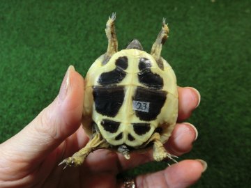 ヘルマンリクガメベビーEUCB個体 23番の画像