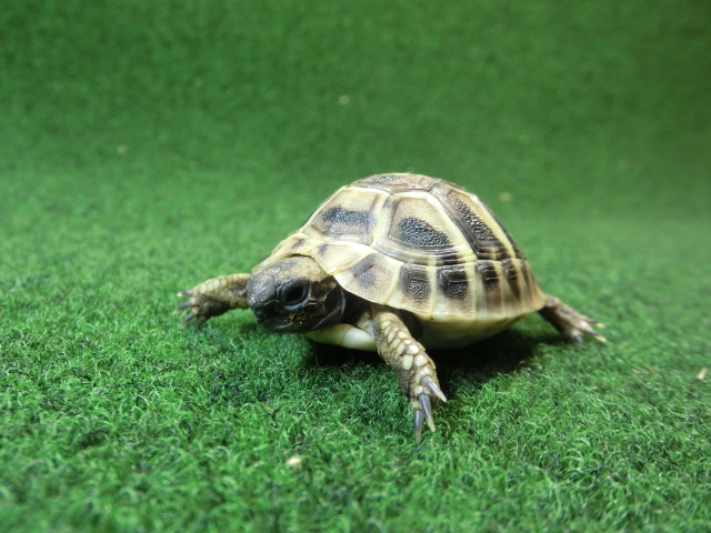 ヘルマンリクガメベビーEUCB個体 24番の画像