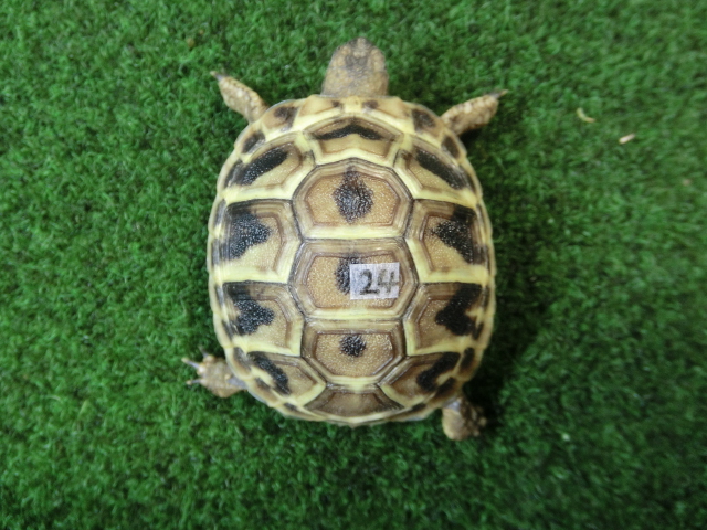 ヘルマンリクガメベビーEUCB個体 24番の画像