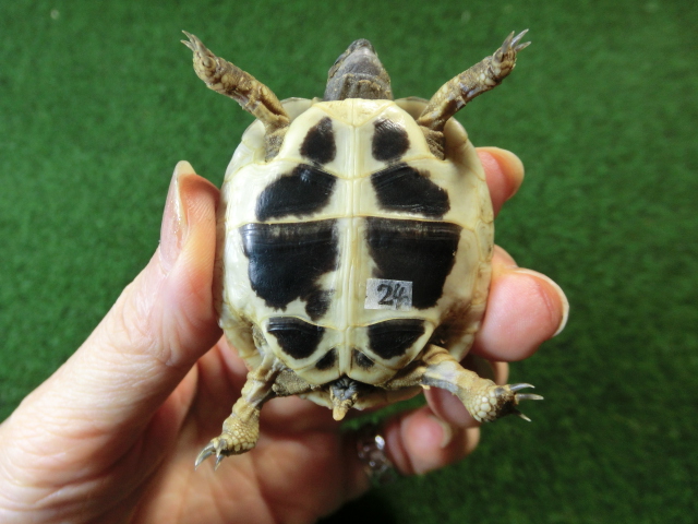 ヘルマンリクガメベビーEUCB個体 24番の画像