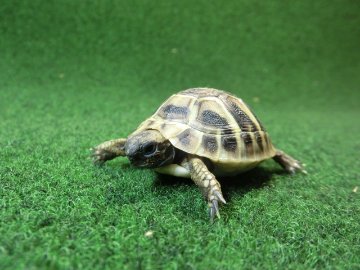 ヘルマンリクガメベビーEUCB個体 24番の画像