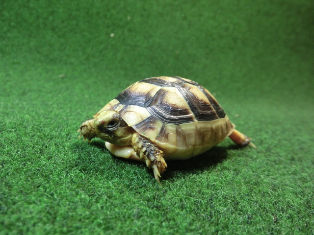 マルギナータリクガメベビー(フチゾリリクガメ)EUCB個体 45番の画像