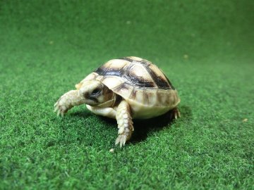 マルギナータリクガメベビー(フチゾリリクガメ)EUCB個体 45番の画像