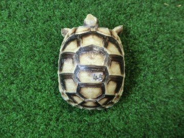 マルギナータリクガメベビー(フチゾリリクガメ)EUCB個体 45番の画像