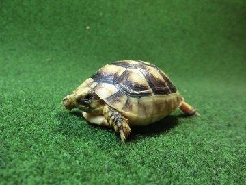 マルギナータリクガメベビー(フチゾリリクガメ)EUCB個体 45番の画像