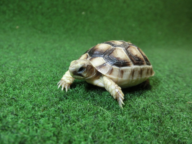 マルギナータリクガメベビー(フチゾリリクガメ)EUCB個体 46番の画像