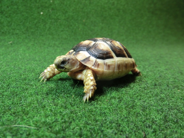 マルギナータリクガメベビー(フチゾリリクガメ)EUCB個体 46番の画像