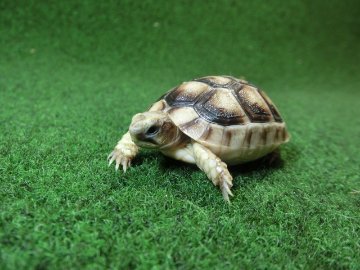 マルギナータリクガメベビー(フチゾリリクガメ)EUCB個体 46番の画像