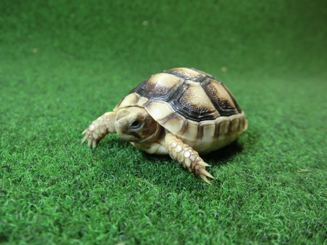 マルギナータリクガメベビー(フチゾリリクガメ)EUCB個体 47番の画像