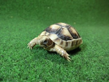 マルギナータリクガメベビー(フチゾリリクガメ)EUCB個体 47番の画像