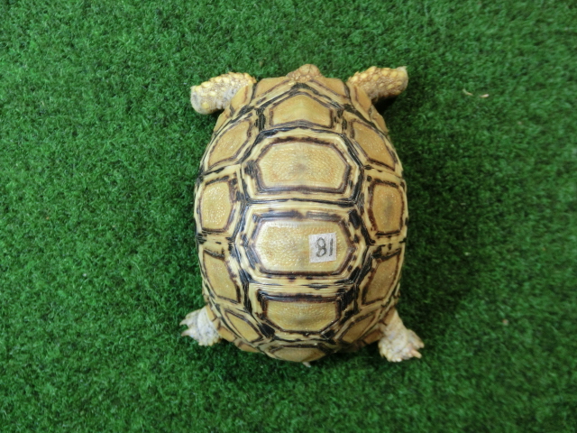 バブコックヒョウモンガメ ホワイトタイプ 81番の画像