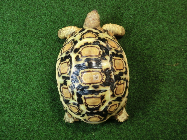 バブコックヒョウモンガメ ホワイトタイプ 81番の画像