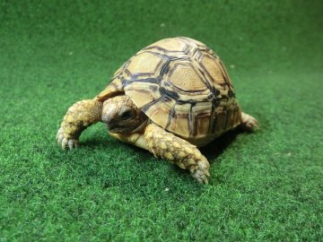 バブコックヒョウモンガメSMサイズ 無斑ホワイトタイプ 81番の画像