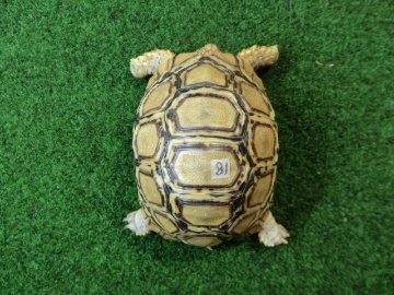 バブコックヒョウモンガメ ホワイトタイプ 81番の画像