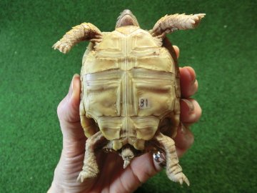 バブコックヒョウモンガメ ホワイトタイプ 81番の画像