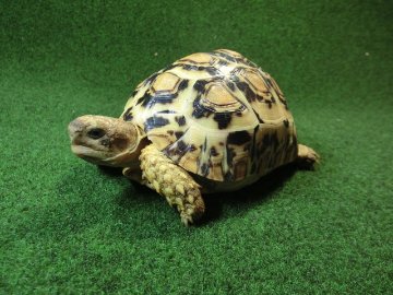 バブコックヒョウモンガメ ホワイトタイプ 81番の画像