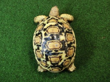 バブコックヒョウモンガメ ホワイトタイプ 81番の画像