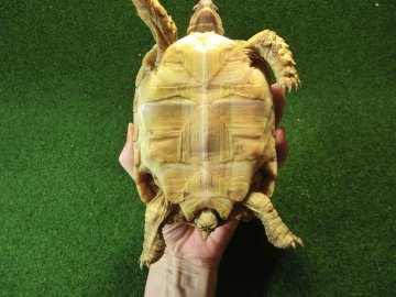 バブコックヒョウモンガメ ホワイトタイプ 81番の画像