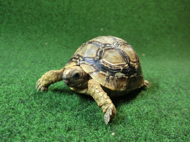 バブコックヒョウモンガメSMサイズ  82番の画像