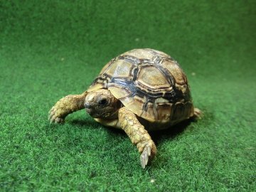 バブコックヒョウモンガメSMサイズ  82番の画像