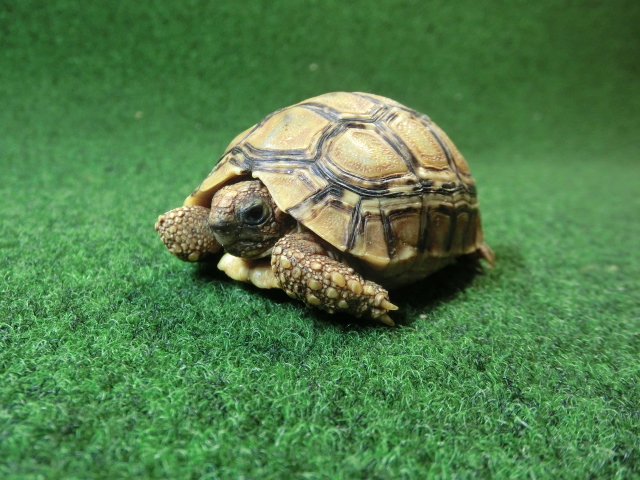 バブコックヒョウモンガメSサイズ  83番の画像