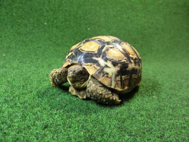 バブコックヒョウモンガメSサイズ  83番の画像