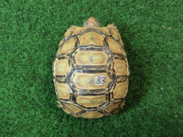 バブコックヒョウモンガメSサイズ  83番の画像